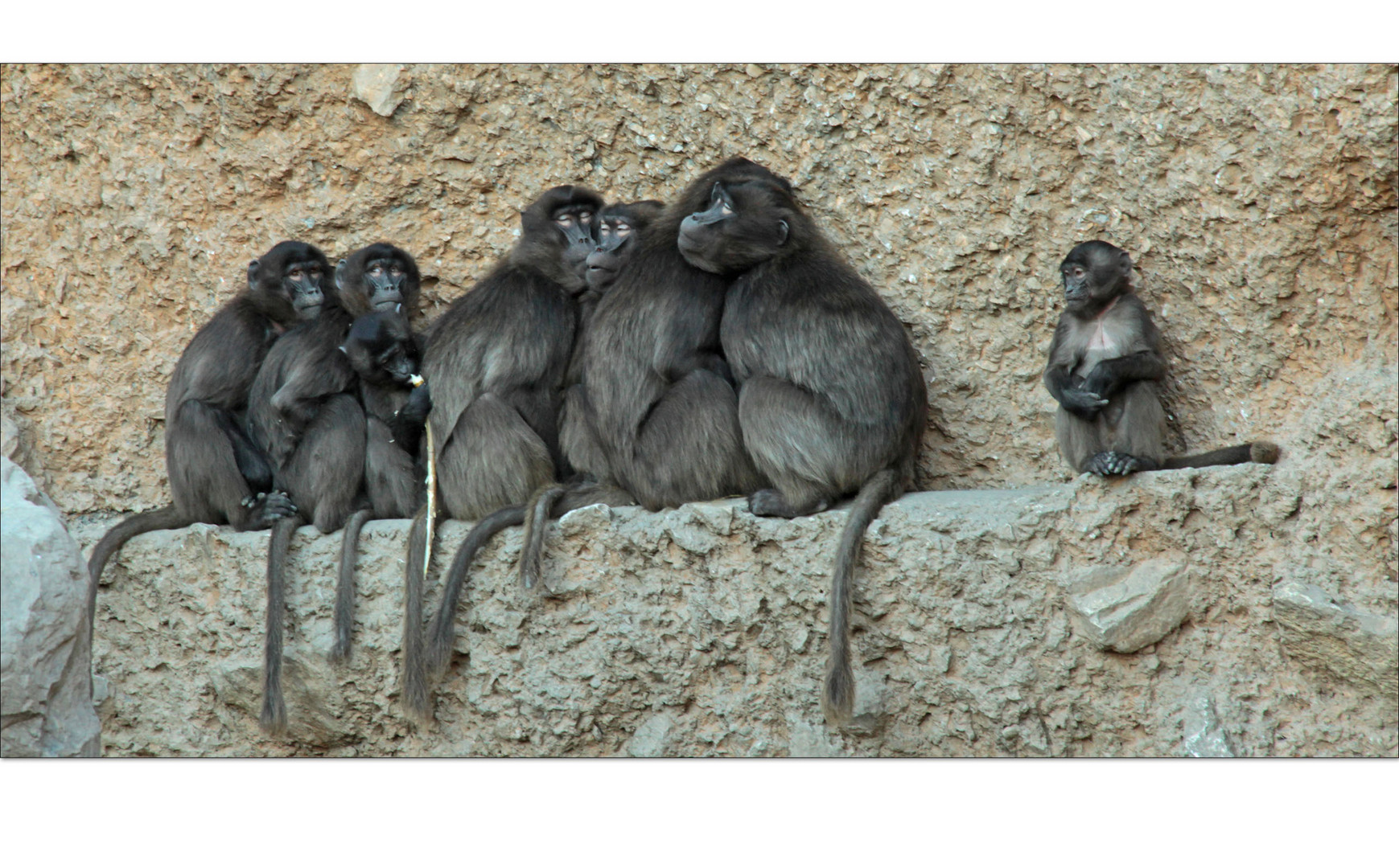 Die Woche Fangt Foto Bild Tiere Zoo Wildpark Falknerei
