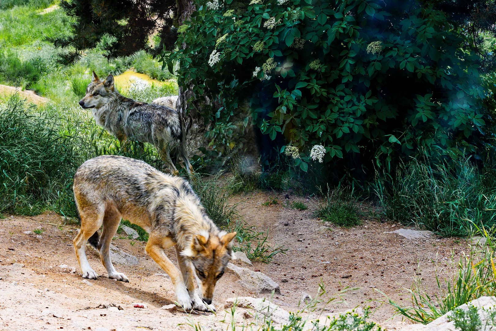 Die Wölfe - Les loups