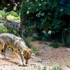 Die Wölfe - Les loups