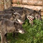 die Wölfe vom Zoo Hannover :-)