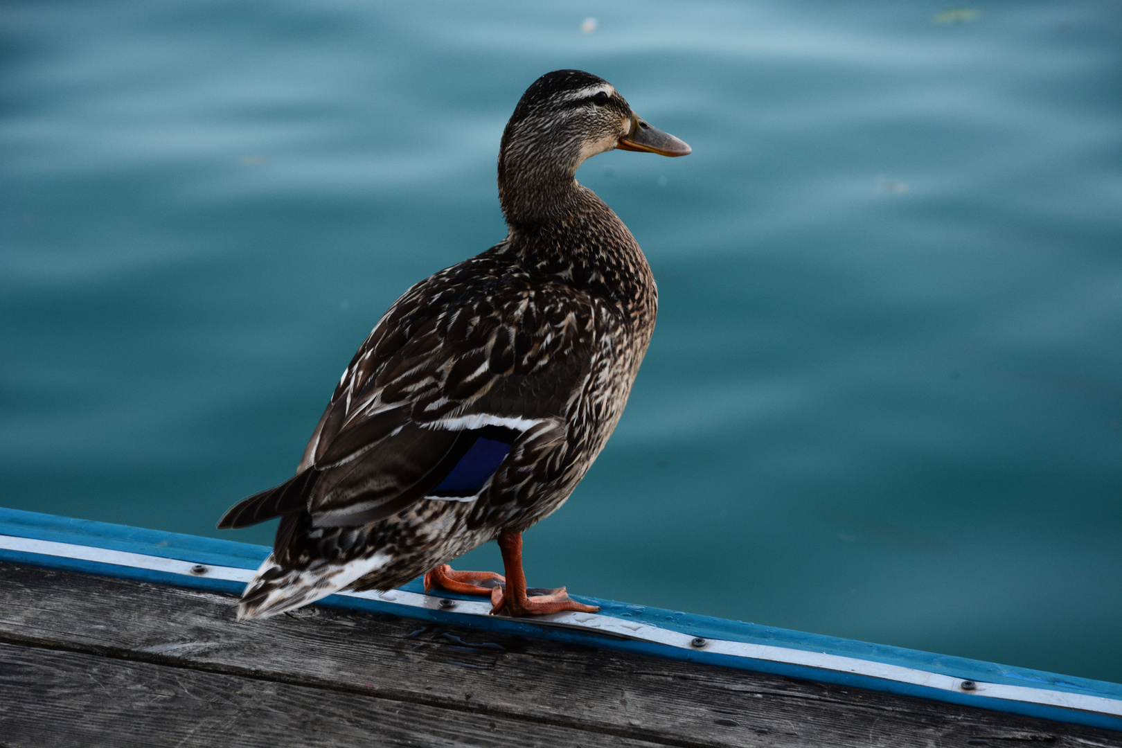 Die Wörthersee-Ente