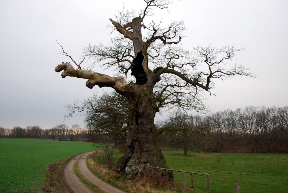 Die wohl älteste Eiche in Schleswig-Holstein über 1.000 Jahre