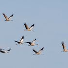 Die wohl Letzten auf dem Flug gen Süden