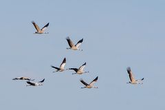 Die wohl Letzten auf dem Flug gen Süden