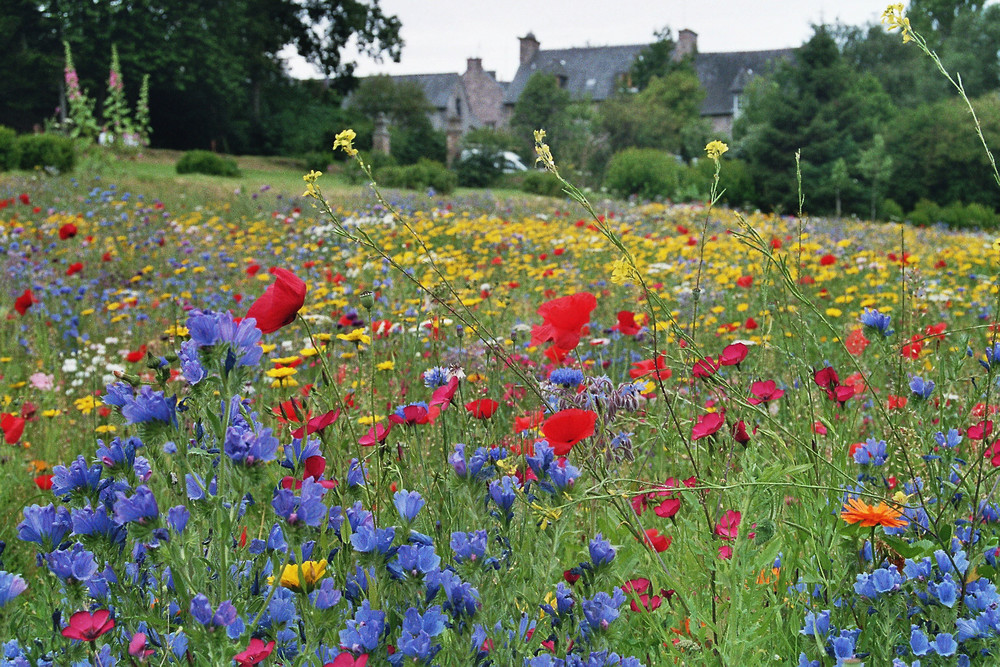 Die wohl schönste Blumenwiese....