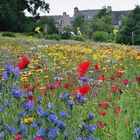 Die wohl schönste Blumenwiese....