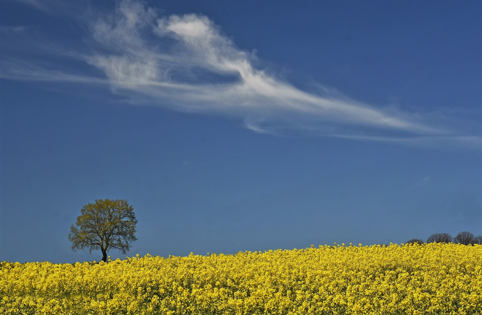 Die Wolke und der Raps....