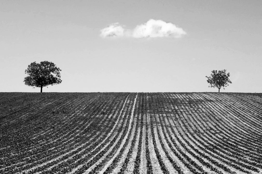 Die Wolke und zwei Bäume