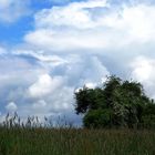 Die Wolken, der Busch und die Gräser