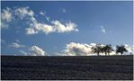 Die Wolken gehen.... die Bäume bleiben by Antonietta B. 