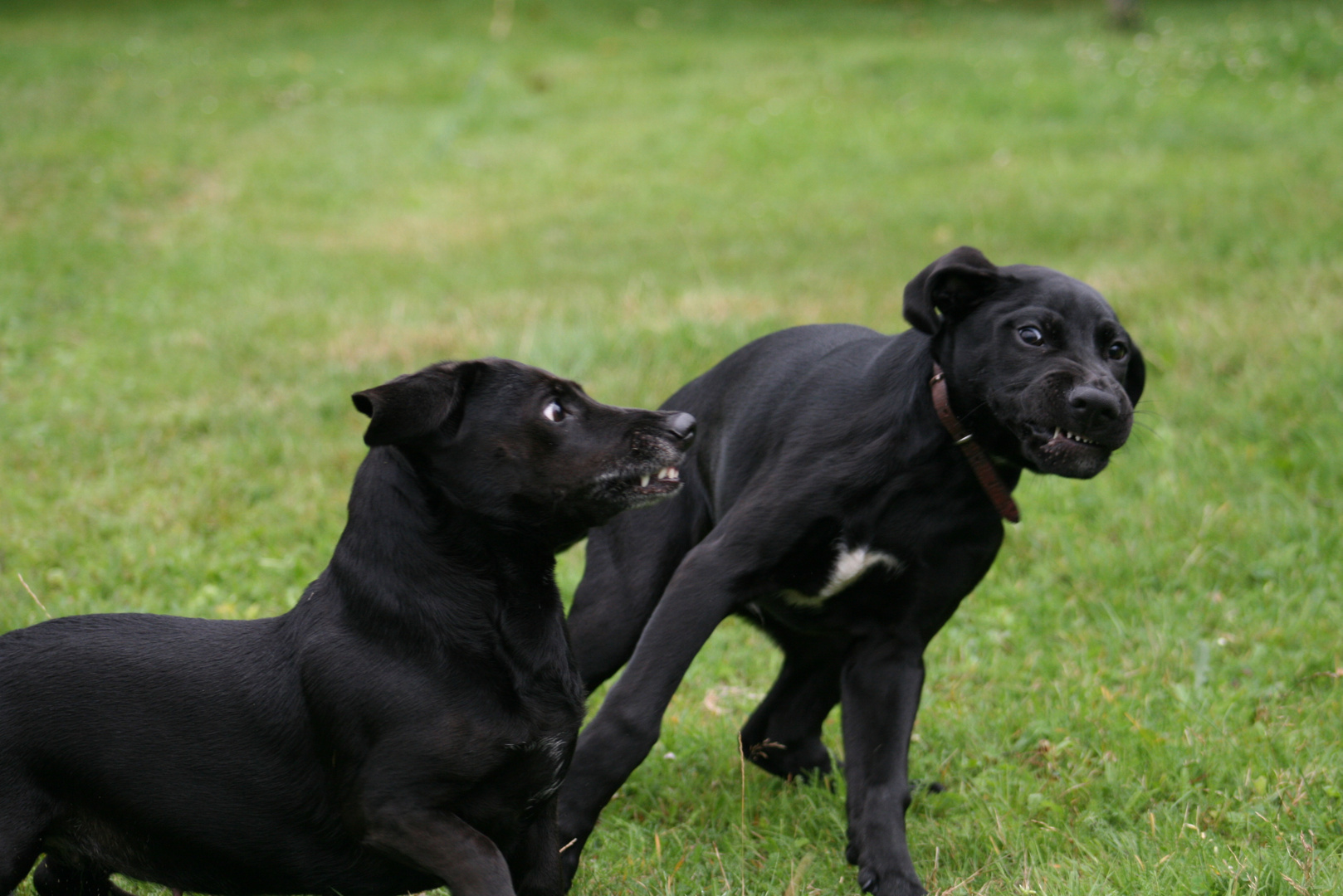 "Die wollen nur spielen!" :-))