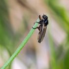 Die Wollige Haarmücke (Bibio lanigerus) geniesst die schöne Aussicht! *