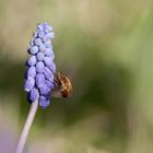 Die Wollis fliegen wieder!