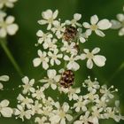 Die Wollkrautblütenkäfer (Anthrenus verbasci) sind wieder unterwegs