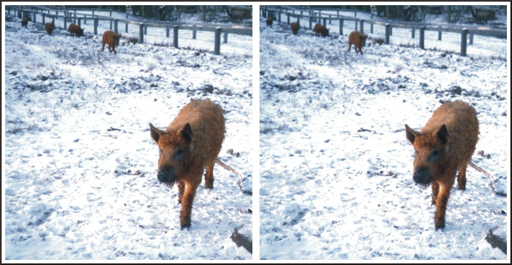 Die Wollschweine kommen ...