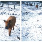 Die Wollschweine kommen ...