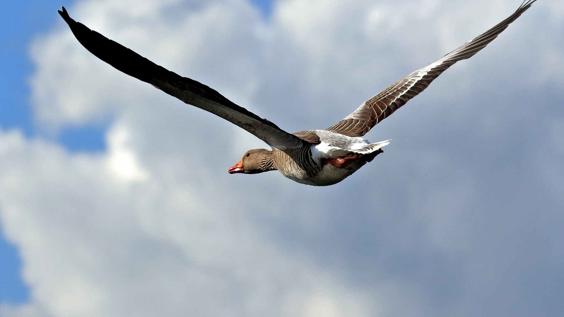 die wollte doch aus dem Bild fliegen