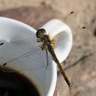 Die wollte meinen Kaffee....