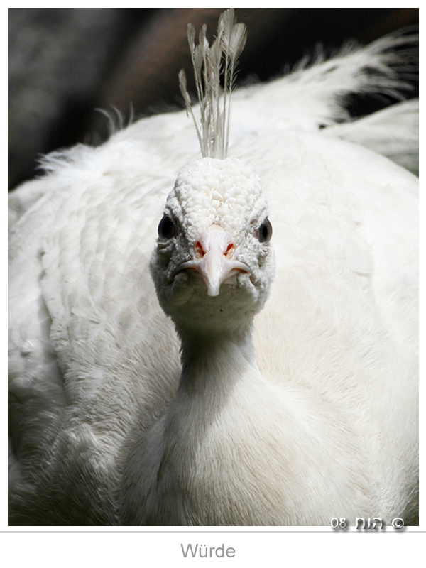 Die Würde eines Albinos