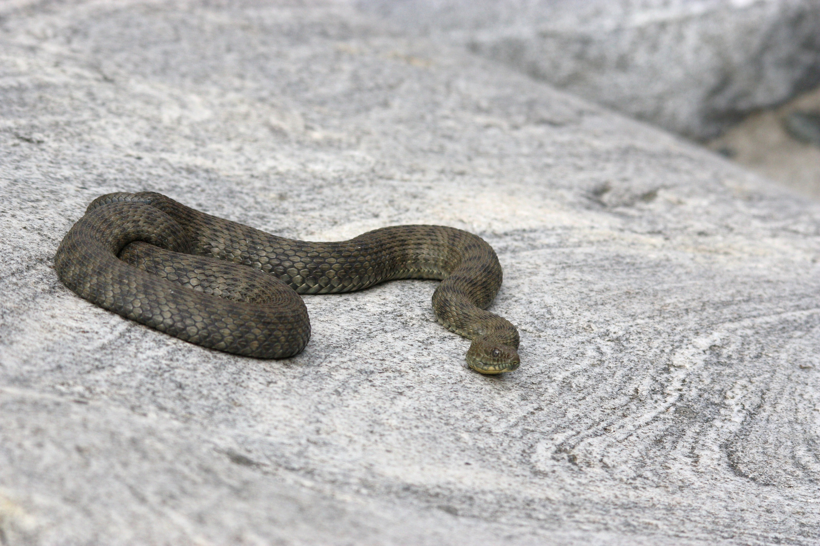 Die Würfelnatter ( Natrix tessellata) /