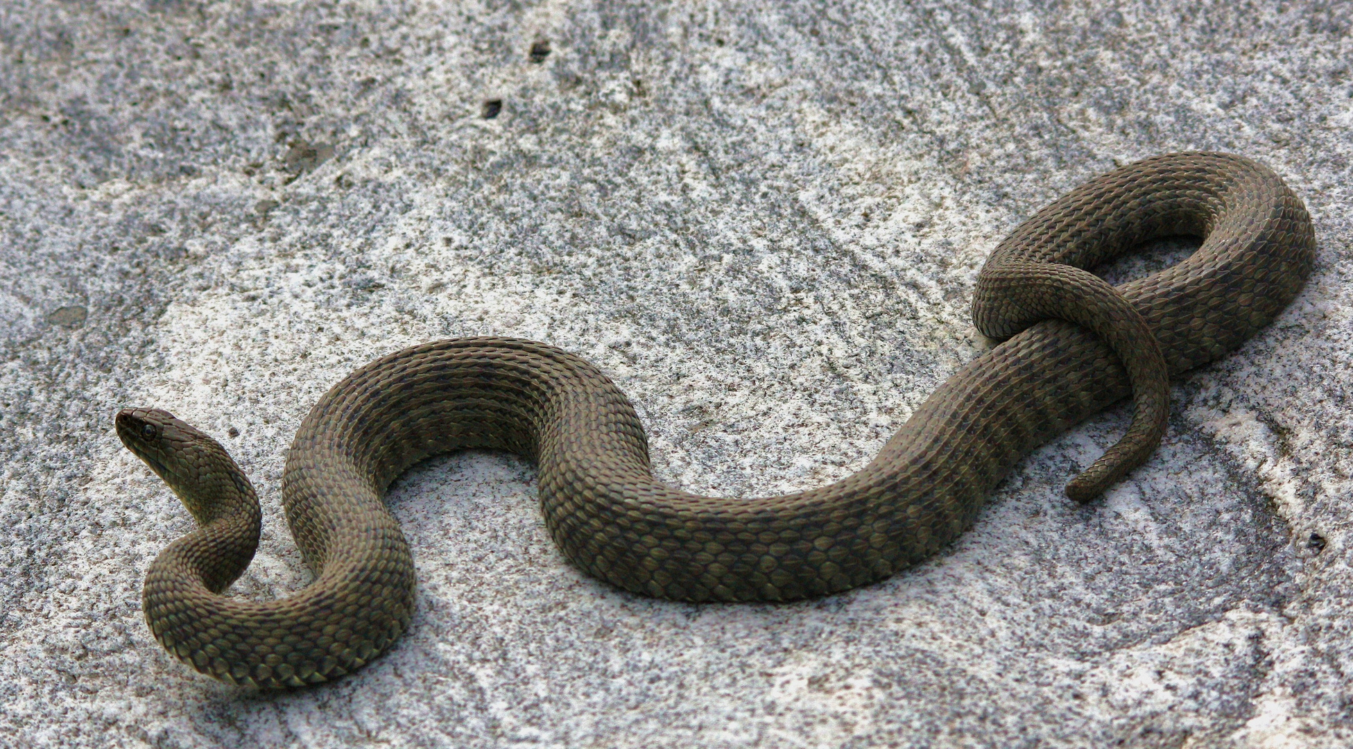 Die Würfelnatter ( Natrix tessellata) Tessin.