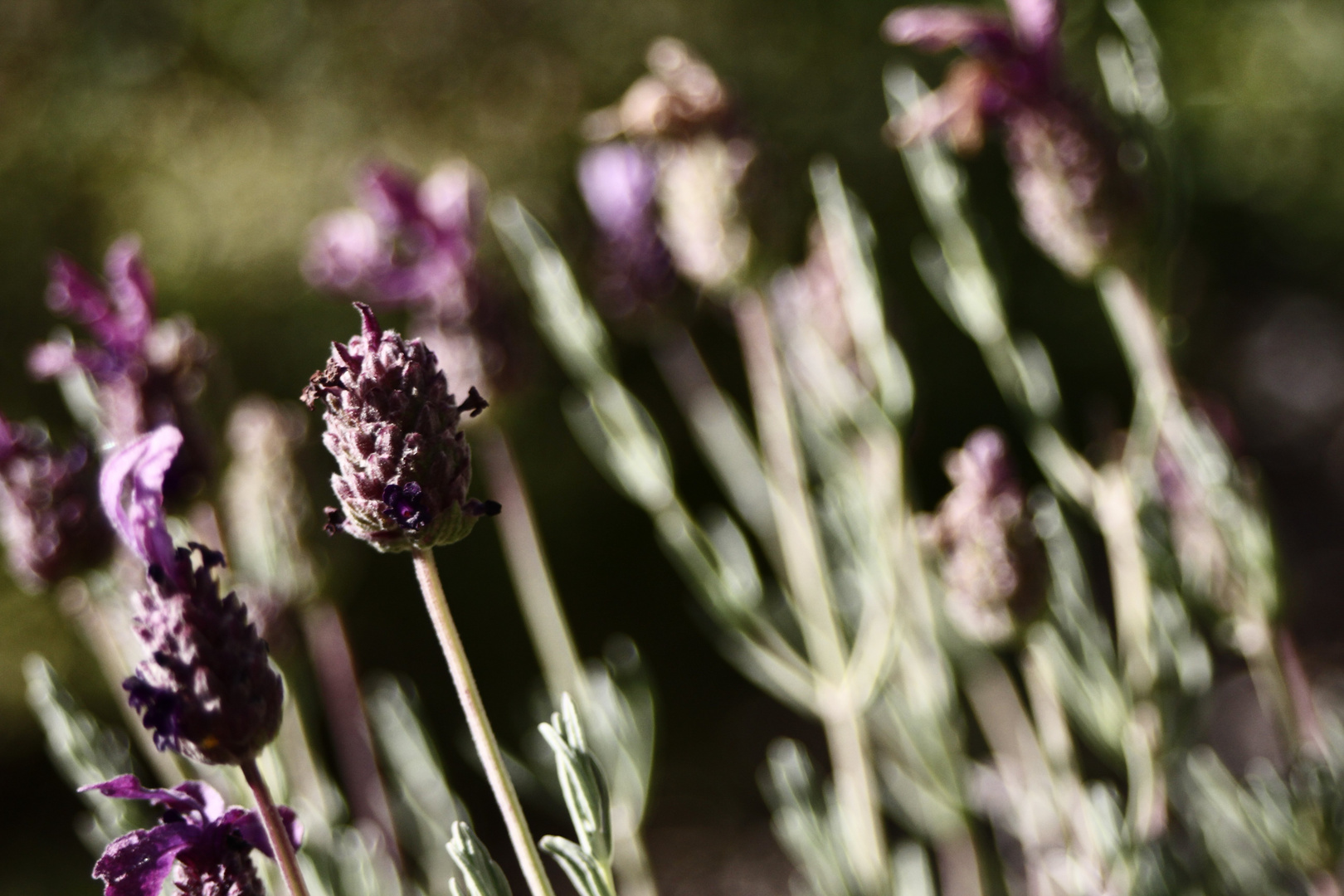 die würzige blume