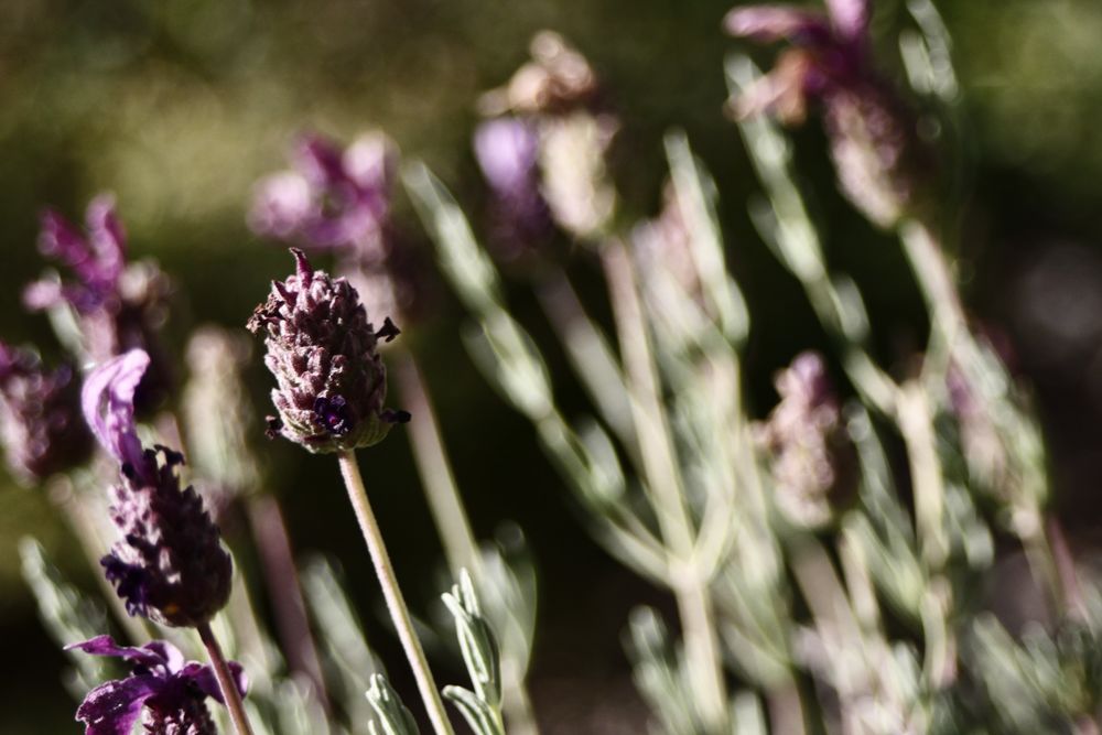 die würzige blume von Jonas Steinbacher 