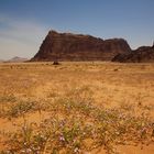 Die Wüste blüht, Wadi-Rum, Jordanien