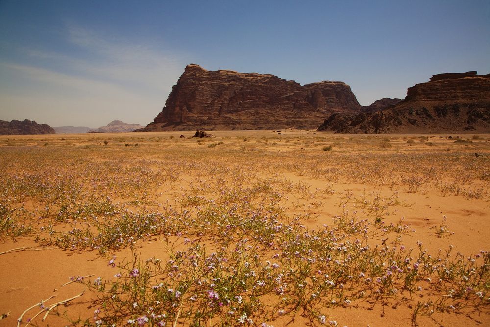 Die Wüste blüht, Wadi-Rum, Jordanien