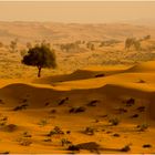 Die Wüste lebt