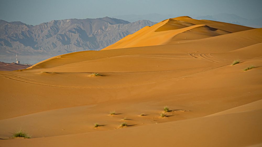 Die Wüste lebt Foto & Bild asia, middle east, landschaft Bilder auf