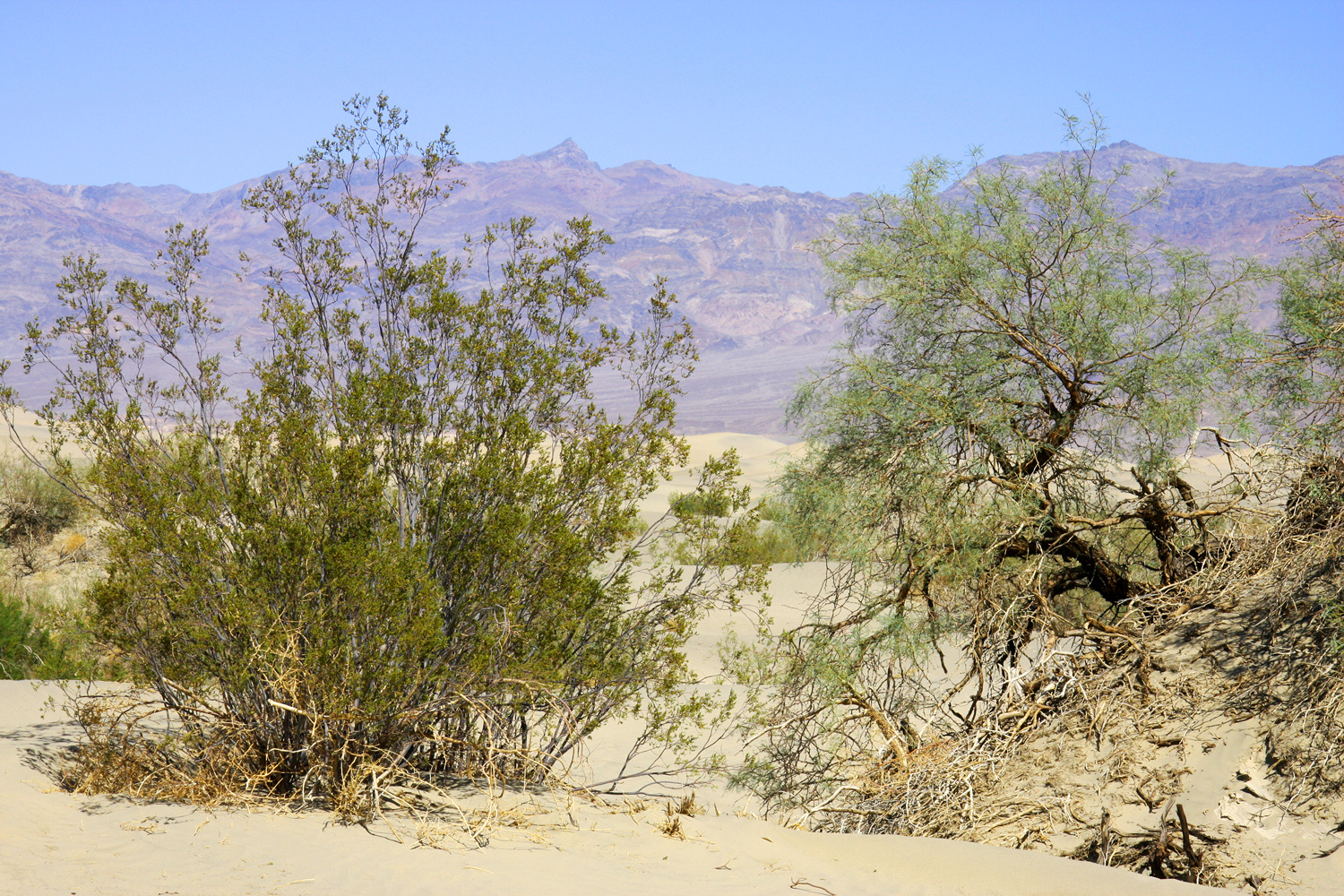 Die Wüste lebt - Death Valley