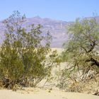 Die Wüste lebt - Death Valley