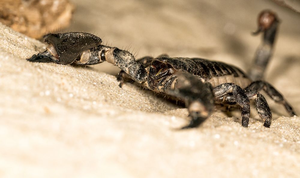 Die Wüste lebt Foto & Bild tiere, tierdetails, natur Bilder auf Die Wüste lebt Foto & Bild tiere, tierdetails, natur Bilder auf