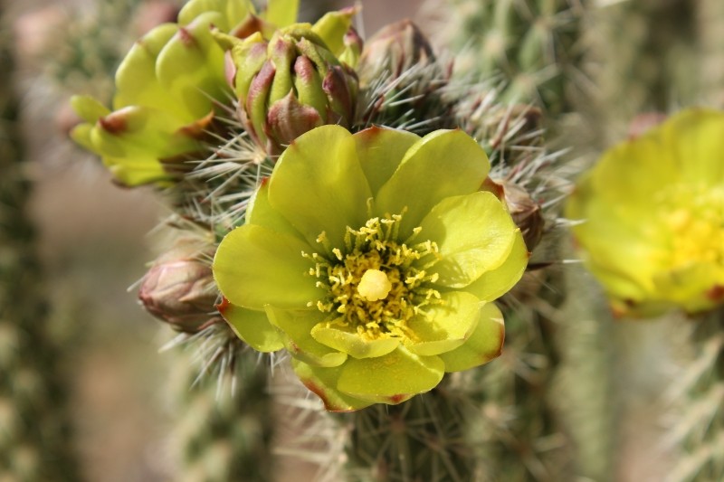 Die Wüste lebt – im Anza Borrego State Park in California