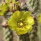 Die Wüste lebt – im Anza Borrego State Park in California