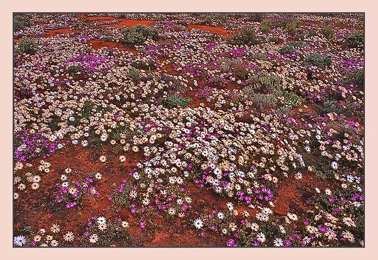 Die Wüste lebt - Wildblumen im Namaqualand