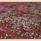 Die Wüste lebt - Wildblumen im Namaqualand