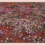 Die Wüste lebt - Wildblumen im Namaqualand