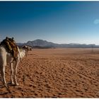 Die Wüste von Wadi Rum (Jordanien) mit Wüstenschiff