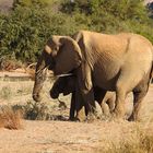 Die Wüstenelefanten fressen im Flussbett trockene Äste