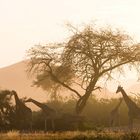 Die Wüstengiraffen sind besonders in den frühen Morgenstunden aktiv