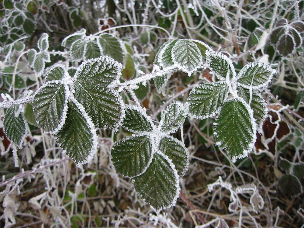 die Wunder der Natur