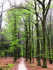 Die wunderbare Natur ERWACHT.Zartes Grün im Buchenwald