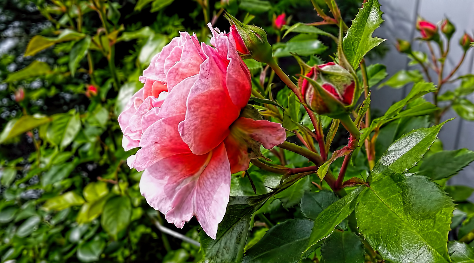 Die wunderbare Rose