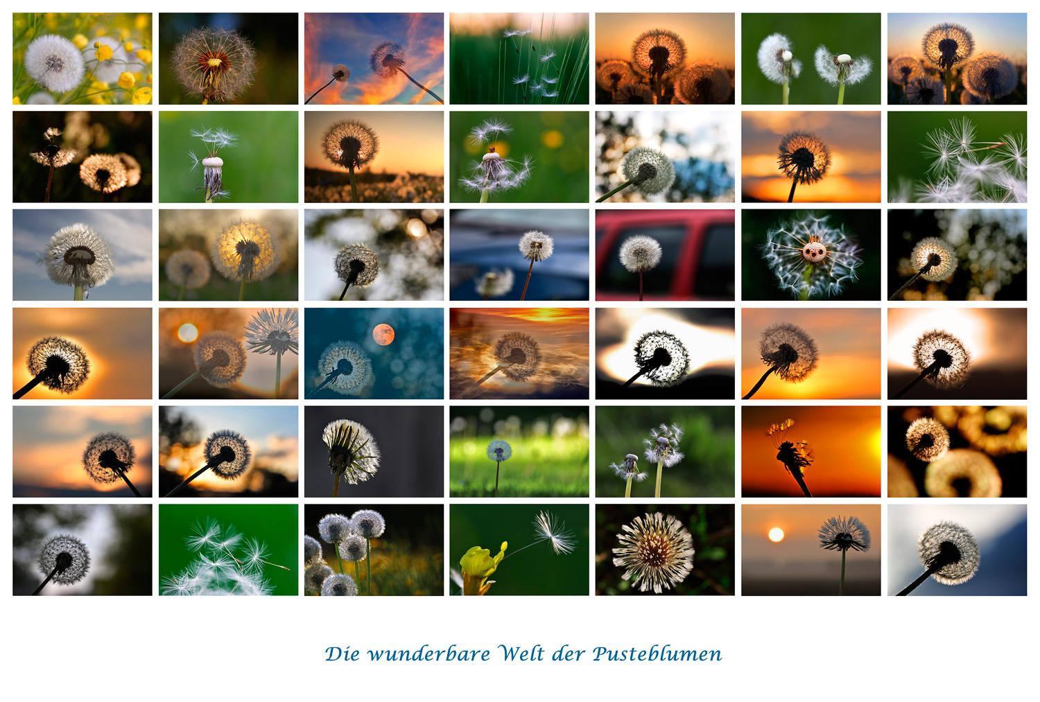 die wunderbare Welt der Pusteblumen