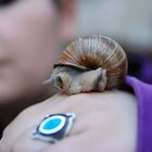 die wunderbare Welt der Schnecke =D