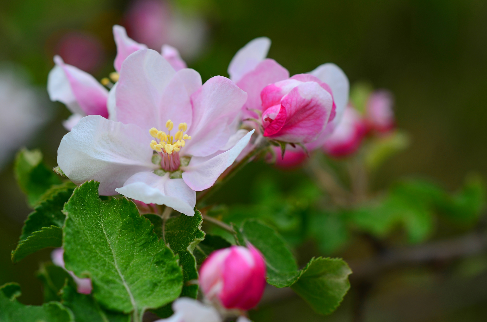 Die wunderbaren Farbtuper im Frühling