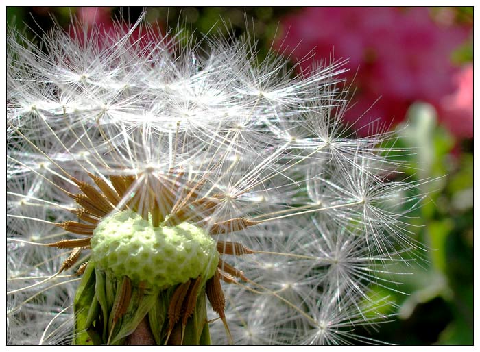 Die Wunderkerze der Natur