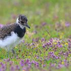 Die wundersame botanische Exkursion des kleinen Kiebitz